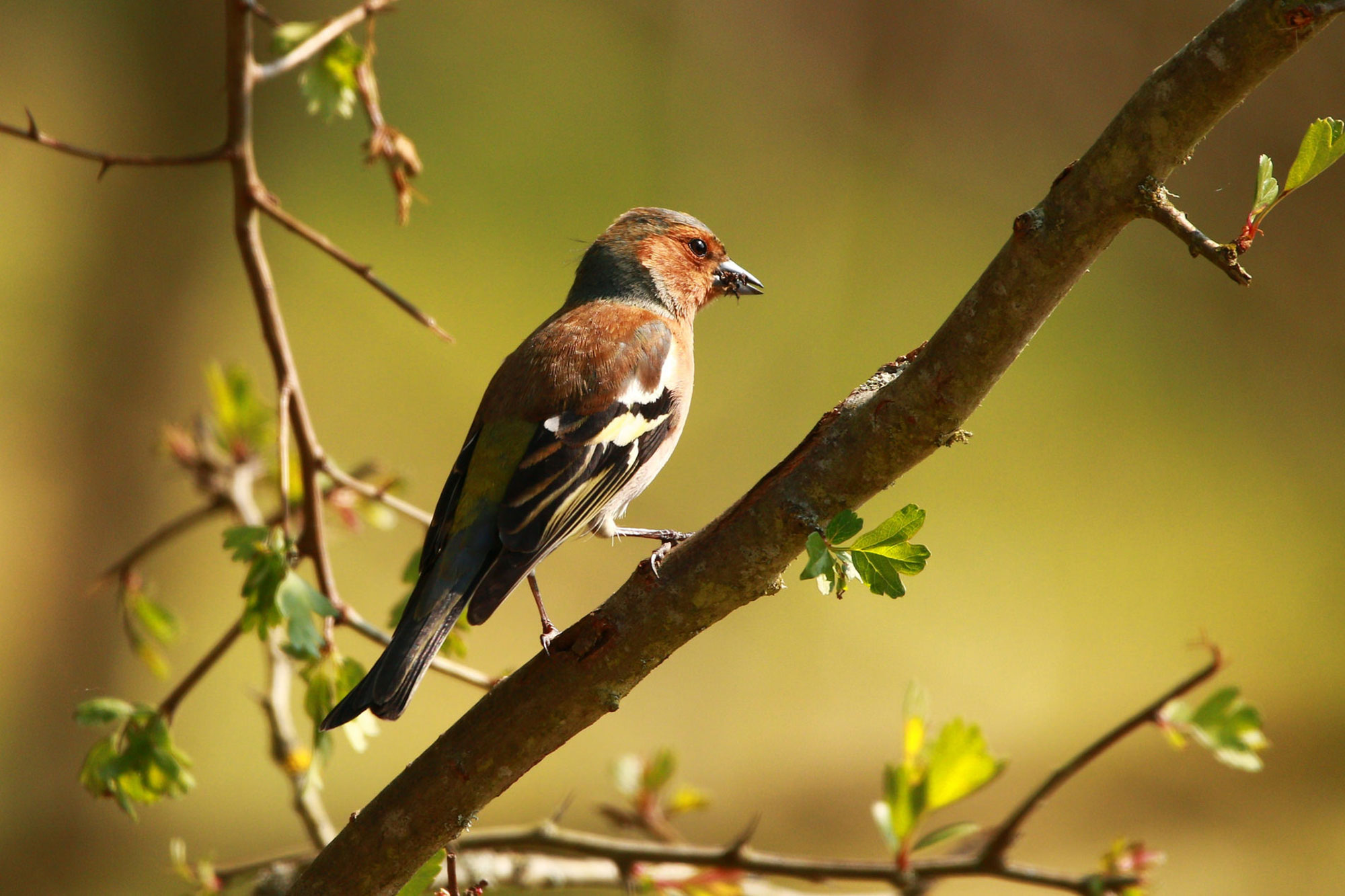 Buchfink LBV Gemeinsam Bayerns Natur schützen